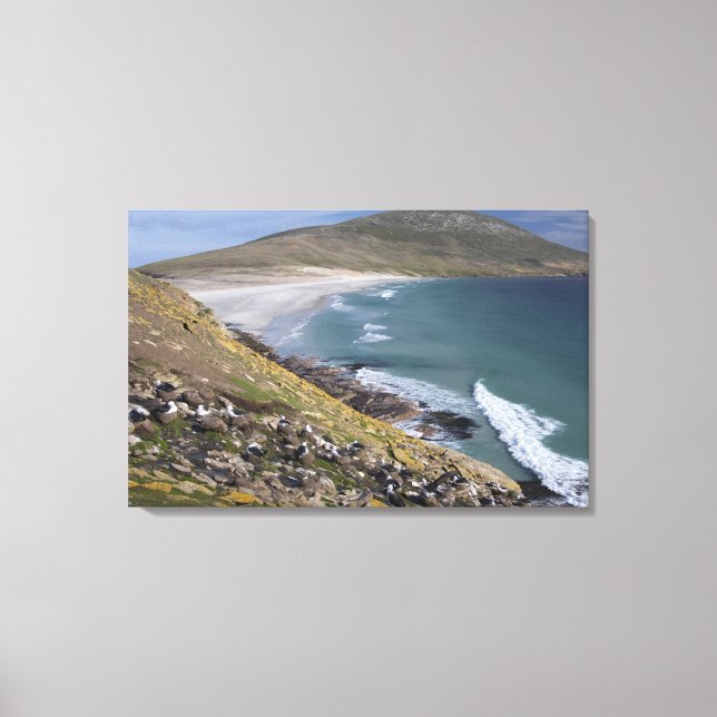 Falkland Islands, West Falkland, Saunders Canvas Print (Front)