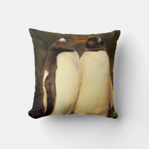 Falklands Islands. Gentoo Penguins.  (Pyroscelis Cushion