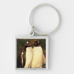Falklands Islands. Gentoo Penguins.  (Pyroscelis Key Ring
