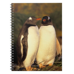 Falklands Islands. Gentoo Penguins. (Pyroscelis Notebook