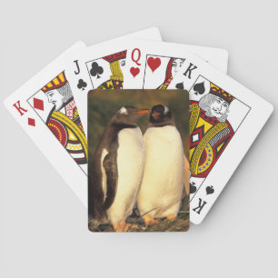 Falklands Islands. Gentoo Penguins. (Pyroscelis Playing Cards