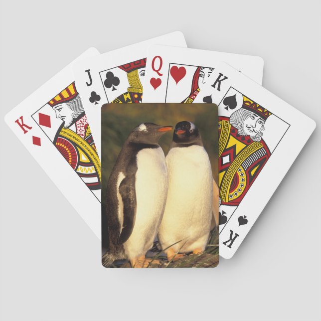 Falklands Islands. Gentoo Penguins.  (Pyroscelis Playing Cards (Back)
