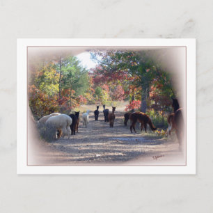 Fall Alpaca Postcard