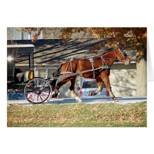 Fall Amish Horse (Front Horizontal)