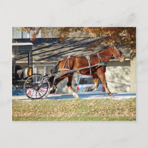 Fall Amish Horse Postcard