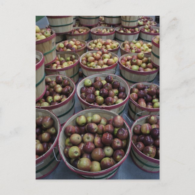 Fall Apples Postcard (Front)