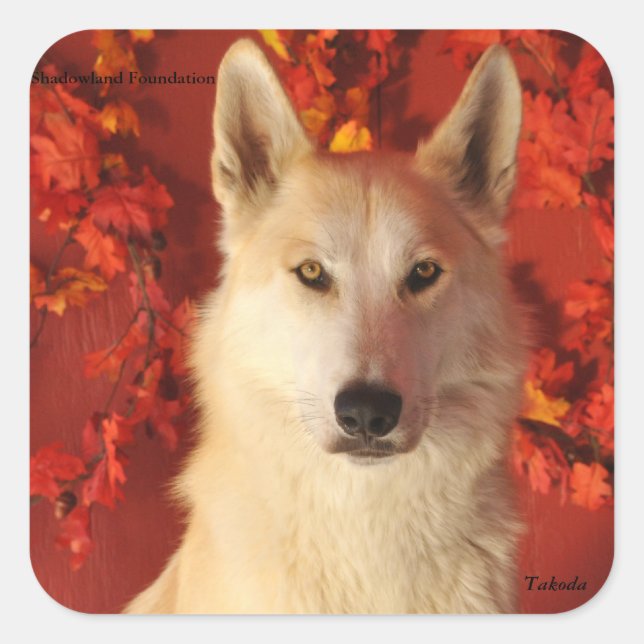 Fall Arctic Wolf Stickers (Front)