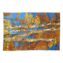 Fall Aspen Colour Nature Photograph © Sandy Long