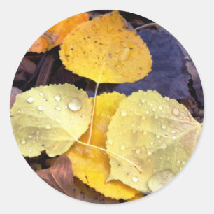 Fall Aspen Leaves Stickers