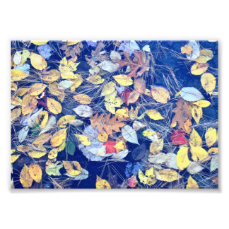Fall at Walden Pond: leaves adrift Photo Print