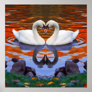 Fall Autumn Lake Reflections of Swans in Love Poster