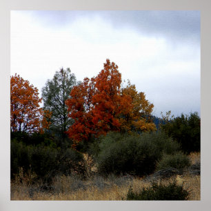 Fall beauty.... poster