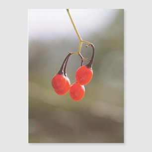 Fall Berries.