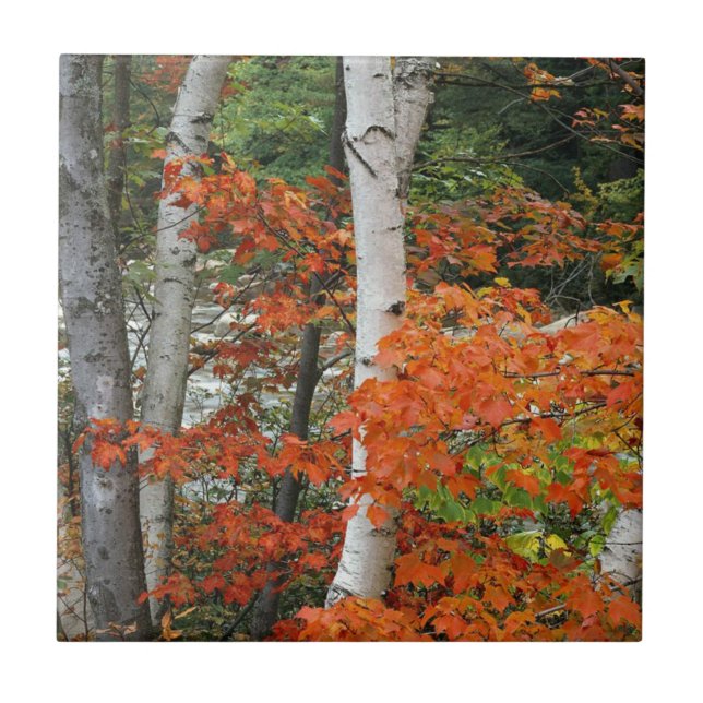 fall birch trees tile (Front)