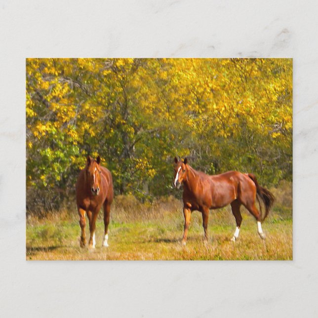 Fall Chestnut Horses Postcard (Front)