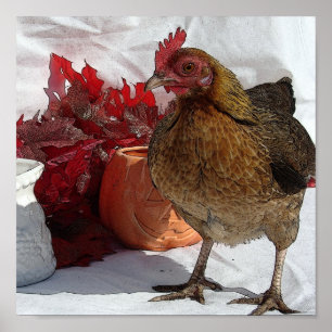Fall Chicken Poster
