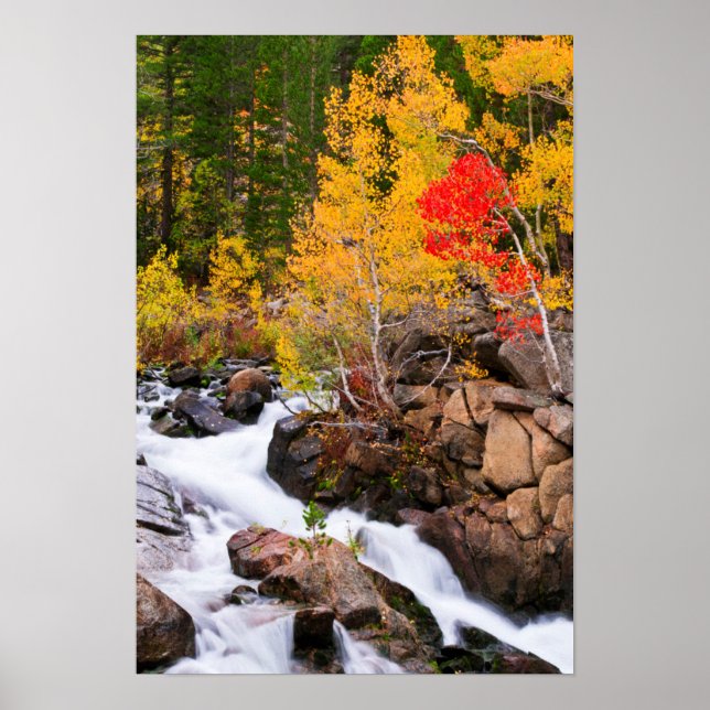 Fall color along Bishop Creek, CA Poster (Front)