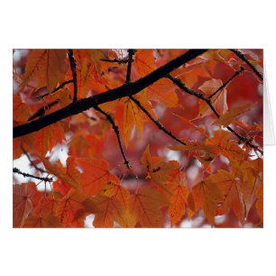 FALL COLORS