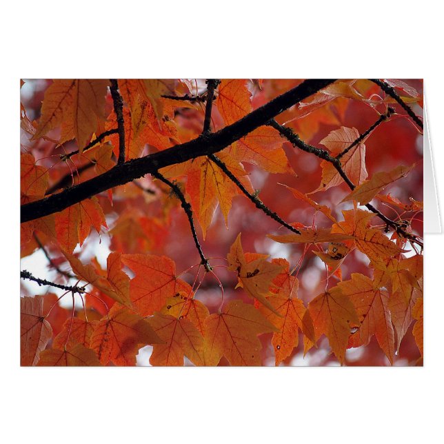 FALL COLORS (Front Horizontal)