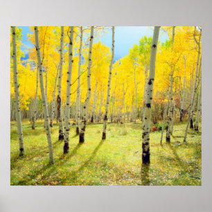 Fall colors of Aspen trees 4 Poster