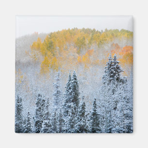 Fall Colors of Aspens & Fresh Snow Keebler Pass Magnet
