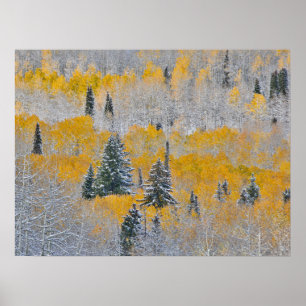 Fall Colors of Aspens & Fresh Snow Keebler Pass Poster