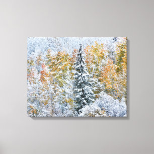Fall Colors of Aspens & Snow Keebler Pass Canvas Print