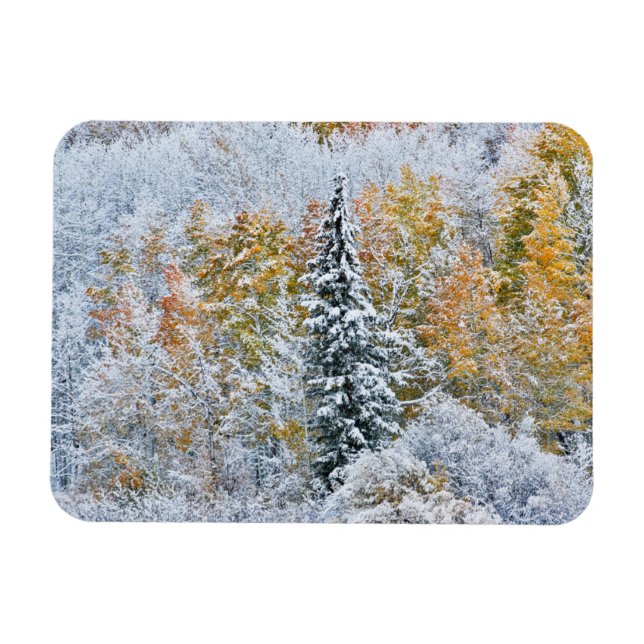 Fall Colors of Aspens & Snow Keebler Pass Magnet (Horizontal)
