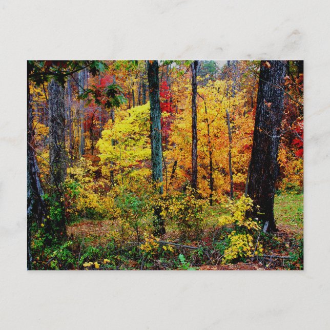 FALL COLORS POSTCARD (Front)