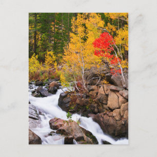 Fall colour along Bishop Creek, CA Postcard