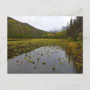 Fall Colour at Cub Lake Postcard