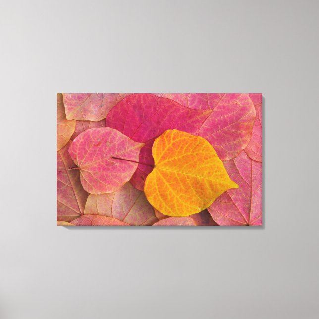 Fall colour on Forest Pansy Redbud fallen Canvas Print (Front)