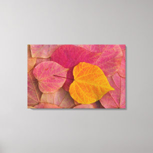 Fall colour on Forest Pansy Redbud fallen Canvas Print