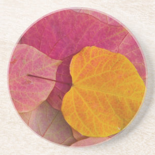 Fall colour on Forest Pansy Redbud fallen Coaster