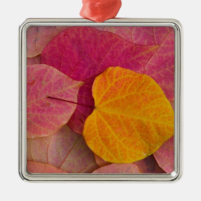 Fall colour on Forest Pansy Redbud fallen Metal Tree Decoration (Front)