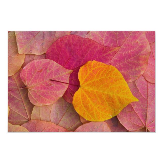 Fall colour on Forest Pansy Redbud fallen Photo Print (Front)