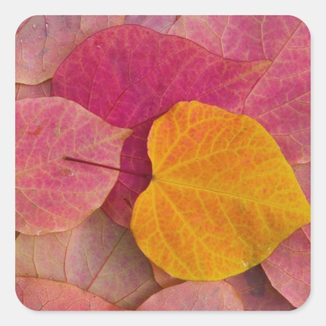 Fall colour on Forest Pansy Redbud fallen Square Sticker (Front)
