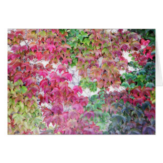Fall coloured leaves