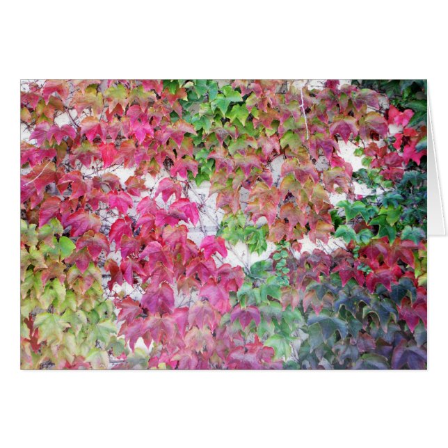 Fall coloured leaves (Front Horizontal)