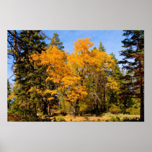 Fall Colours 5 Poster