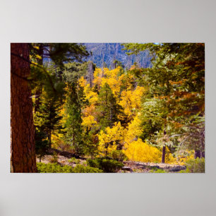 Fall Colours 6 Poster