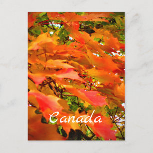 Fall Colours Autumn Leaves Sugar Maple Tree Canada Postcard