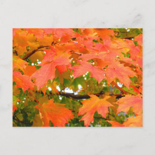 Fall Colours Autumn Leaves Sugar Maple Tree Canada Postcard