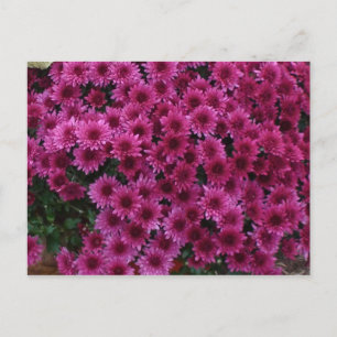 Fall Colours From Oak Park Il. Postcard