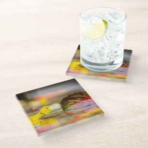 Fall colours glass coaster