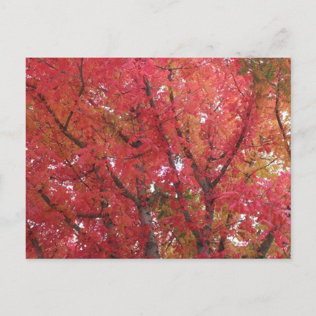 Fall Colours in Napa, California Postcard (Front)