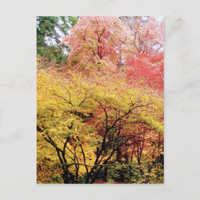Fall Colours in Seattle Postcard (Front)