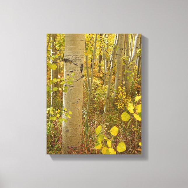 Fall Colours in the Colorado Aspens Canvas Print (Front)