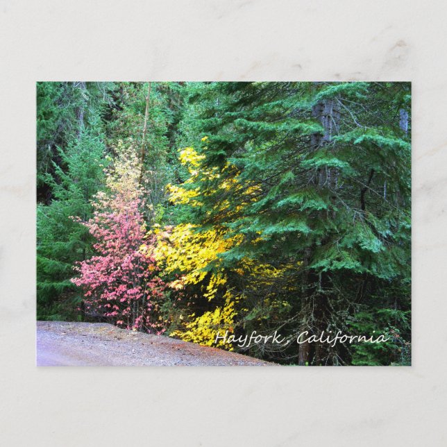 Fall colours in the mountains..... postcard (Front)