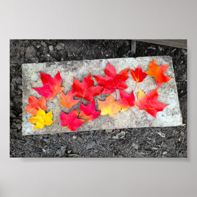 Fall Colours Maple Leaves Thanksgiving Photo Print (Front)